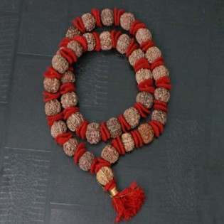7 Mukhi Nepali Rudraksha - Saat Mukhi 7 Mukhi Nepali Rudraksha - Saat Mukhi