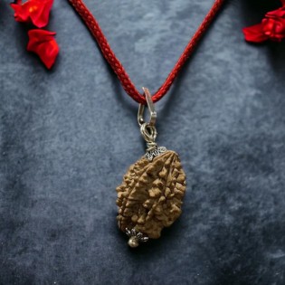 2 Mukhi Indian Rudraksha - Do Mukhi 2 Mukhi Indian Rudraksha - Do Mukhi